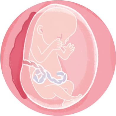 Schwangerschaftswoche 11