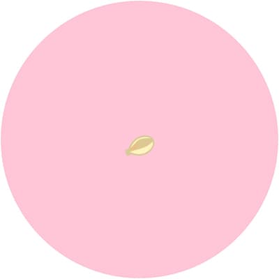 Eine Illustration zeigt einen kleinen, gelben Samen auf einem rosa Hintergrund