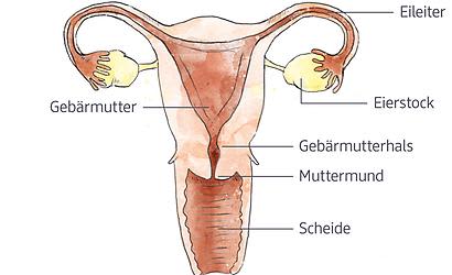 Weibliche Geschlechtsorgane: Gebärmutter, Eierstock, Eileiter, Muttermund und Scheide