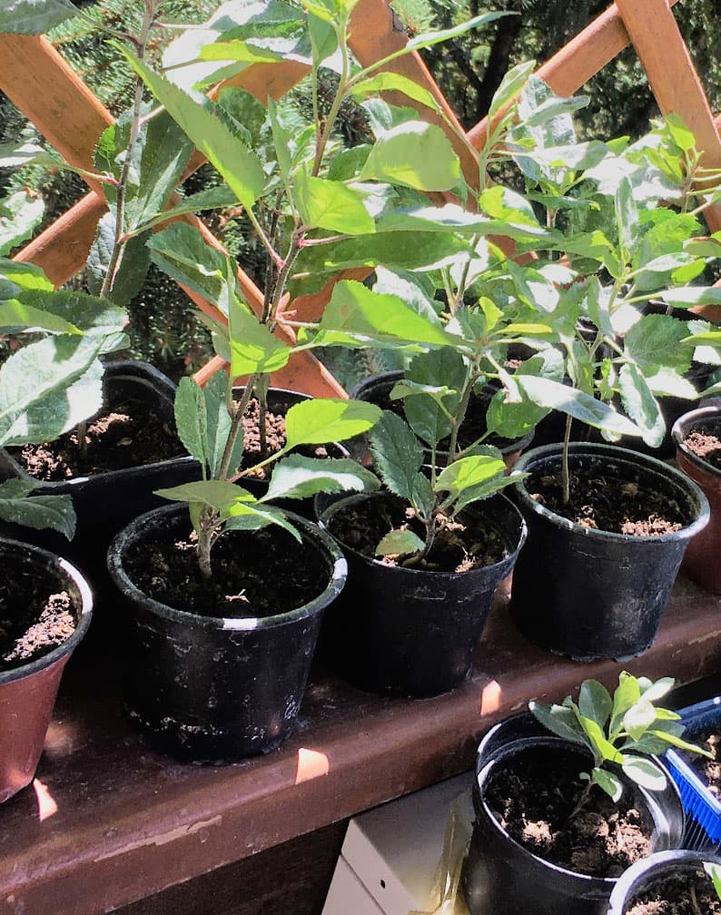 Apfelbäume für Genuss und Klima