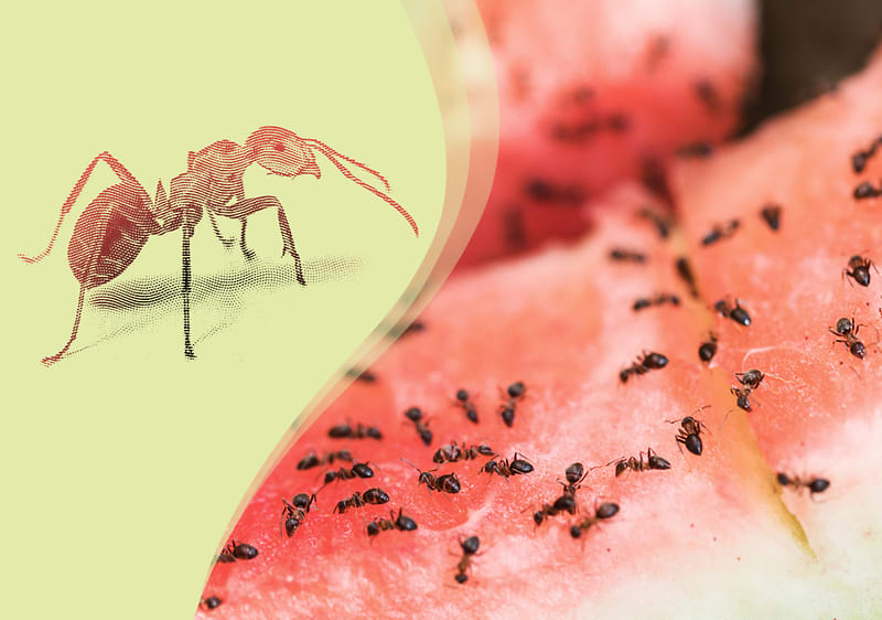 Ameisen auf Wassermelone und Nahaufnahme einer Ameise