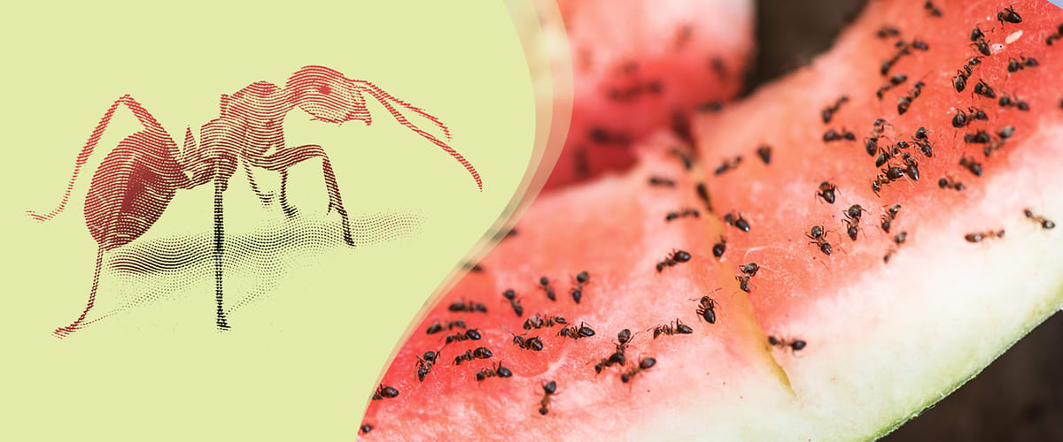 Ameisen auf Wassermelone und Nahaufnahme einer Ameise