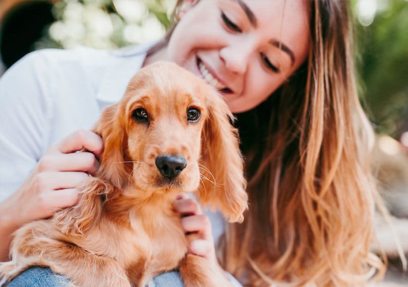 Kokosöl für den Hund