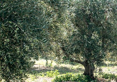 dmBio Genussreise Griechenland