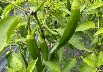 dmBio Genussreise Asien