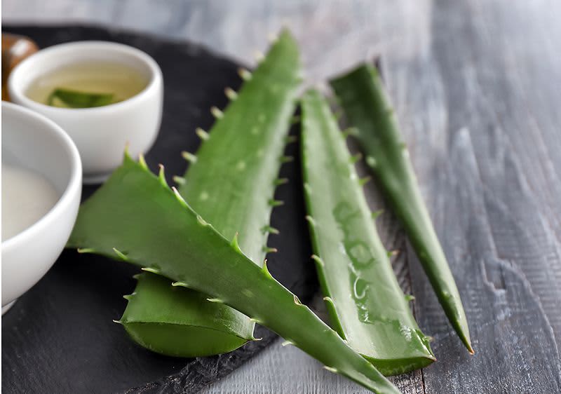 Aloe Vera gegen Mueckenstiche