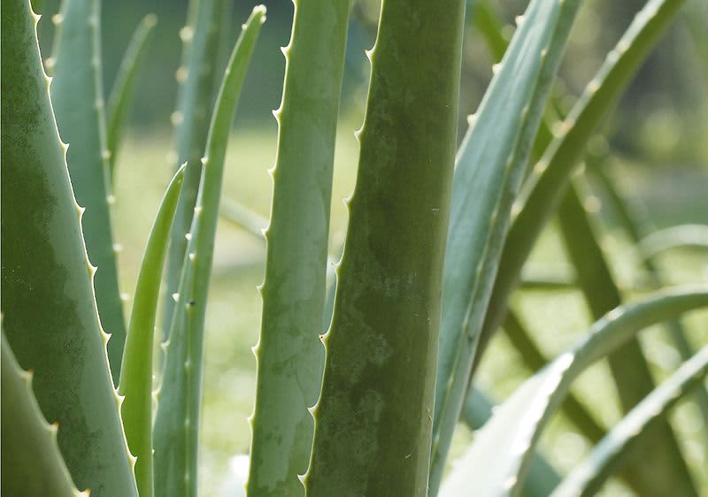 Aloe vera