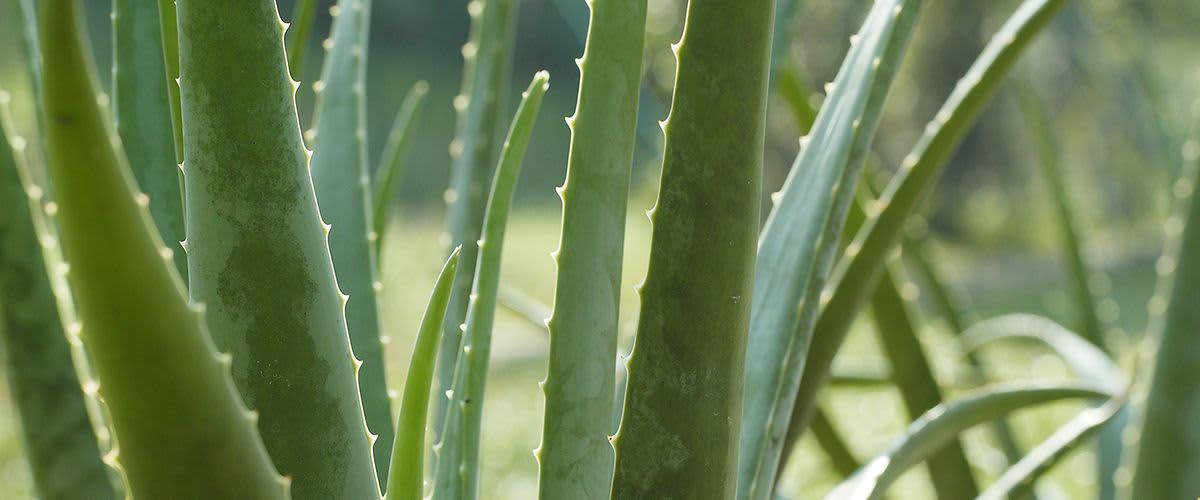 Aloe vera