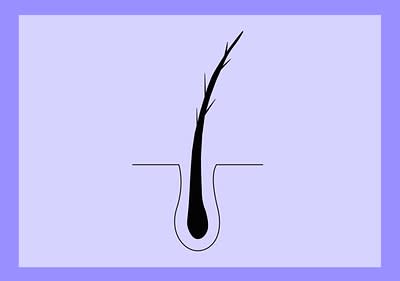 Infografik: Strapaziertes Haar