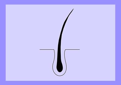 Infografik: Gesundes Haar