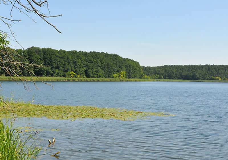 Ein ruhiger See mit grünen Bäumen am Ufer und vereinzelten Wasserpflanzen auf der Oberfläche