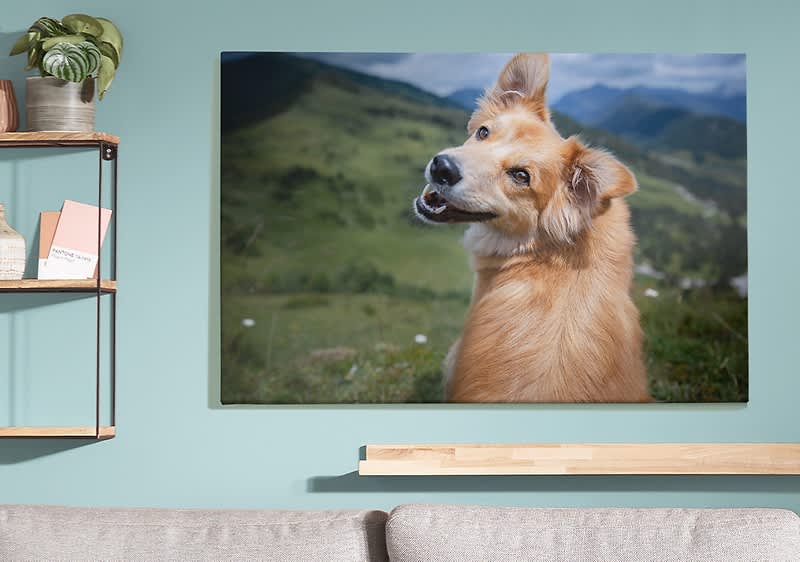 Hund lächelt vor Berglandschaft
