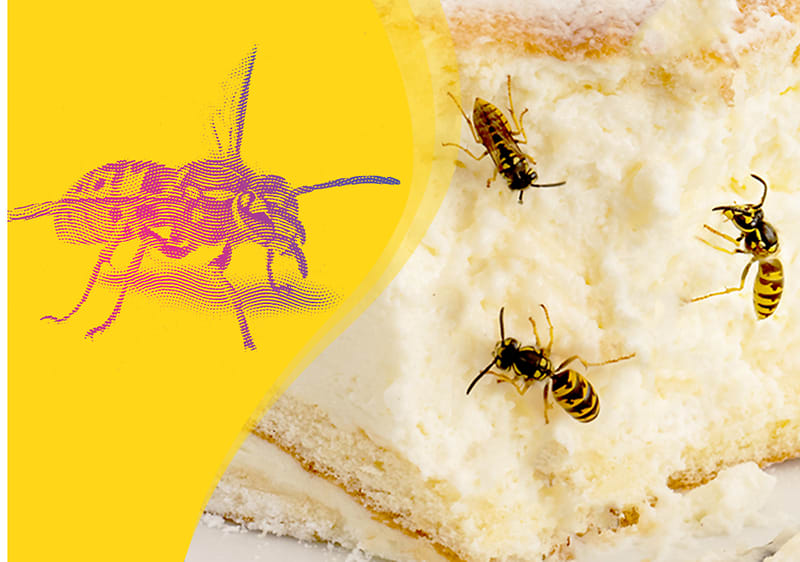 Wespen auf einem Kuchenstück