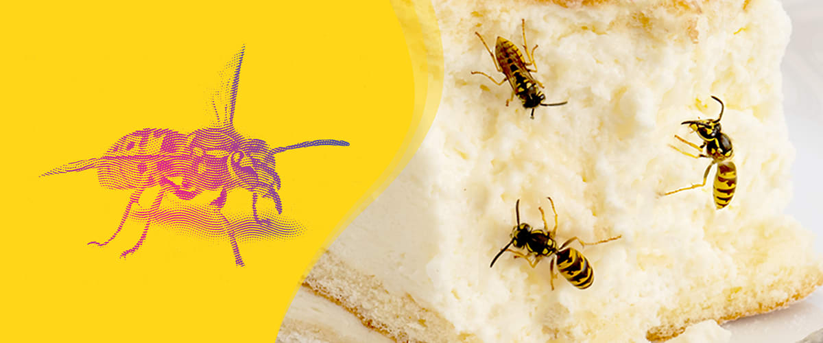 Wespen auf einem Kuchenstück