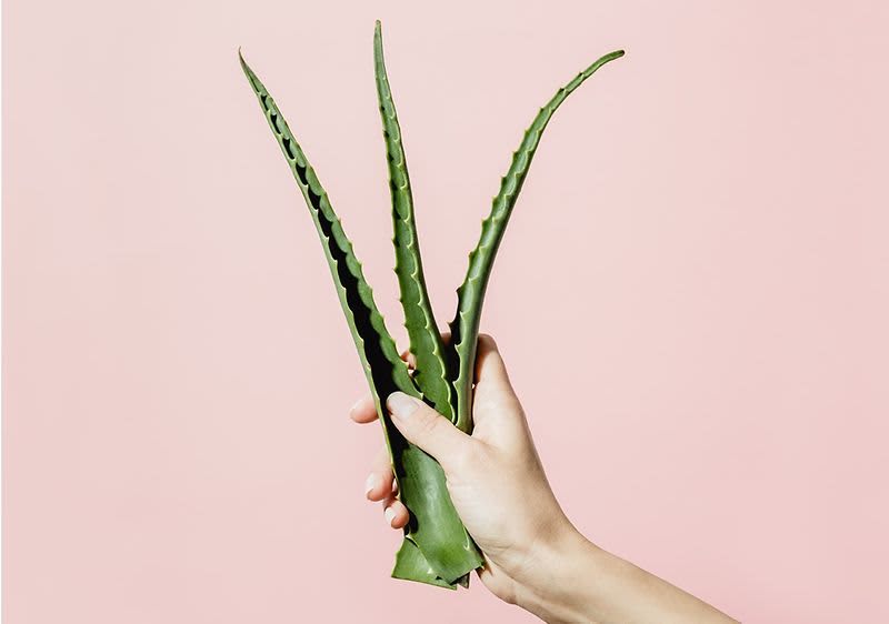 Aloe vera Abschnittsbild 1