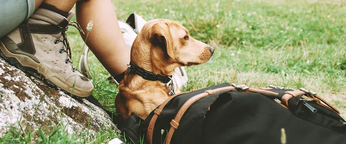 Wandern mit Hund