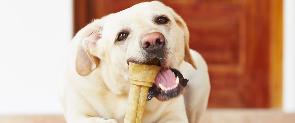 Hund mit Kauknochen.