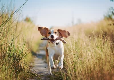 Kleiner weißer Hund mit Frisbee im Maul
