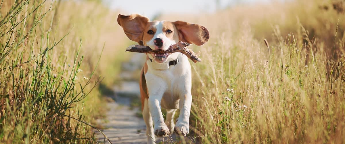 Kleiner weißer Hund mit Frisbee im Maul