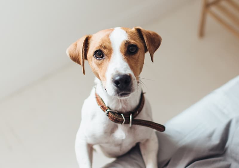 Kleiner Hunde, der sich auf Bett stützt