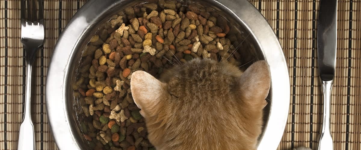 Katze beim Fressen aus Futternapf