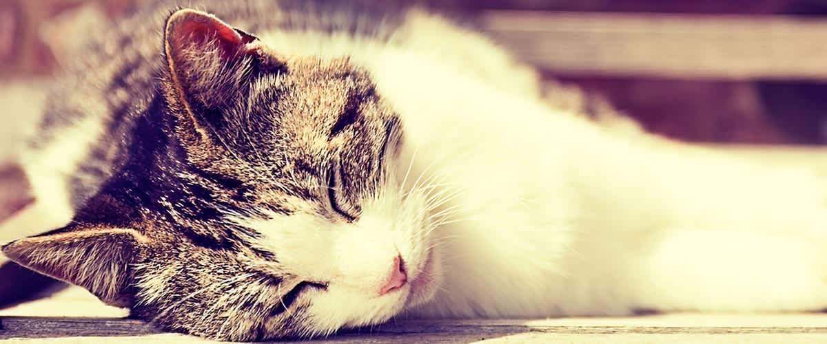 Schlafende Katze