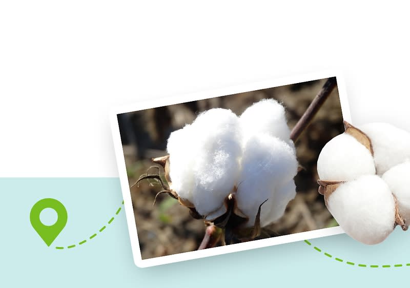 Baumwolle
