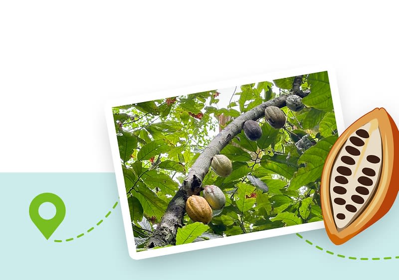 Anbau, Ernte und Primärverarbeitung, Kono-Distrikt, Sierra Leone