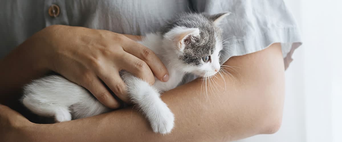 Erstausstattung für Deine Katze