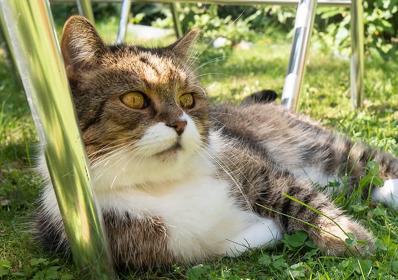 Hitzetipps für Katzen