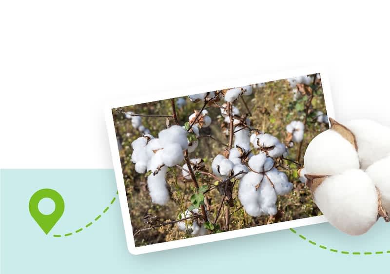 Bio-Baumwolle