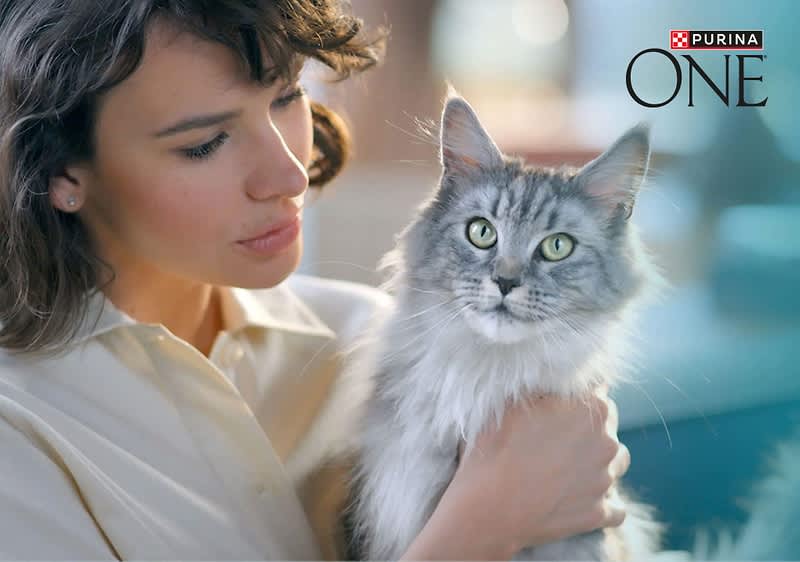 Frau hält eine grau-weiße Langhaarkatze im Arm, oben rechts Logo „Purina ONE“