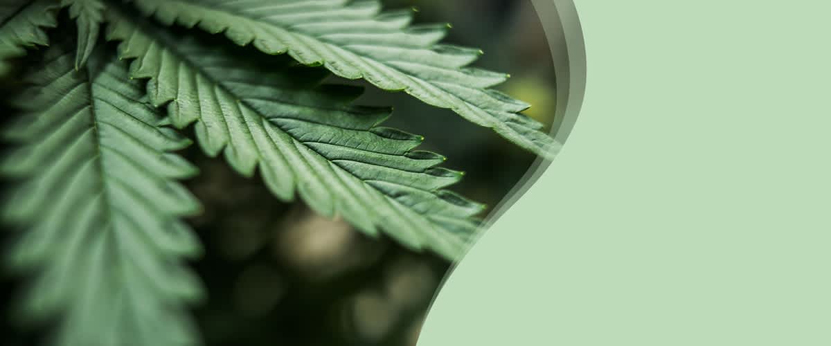 CBD-Öl unterscheidet sich von Hanföl