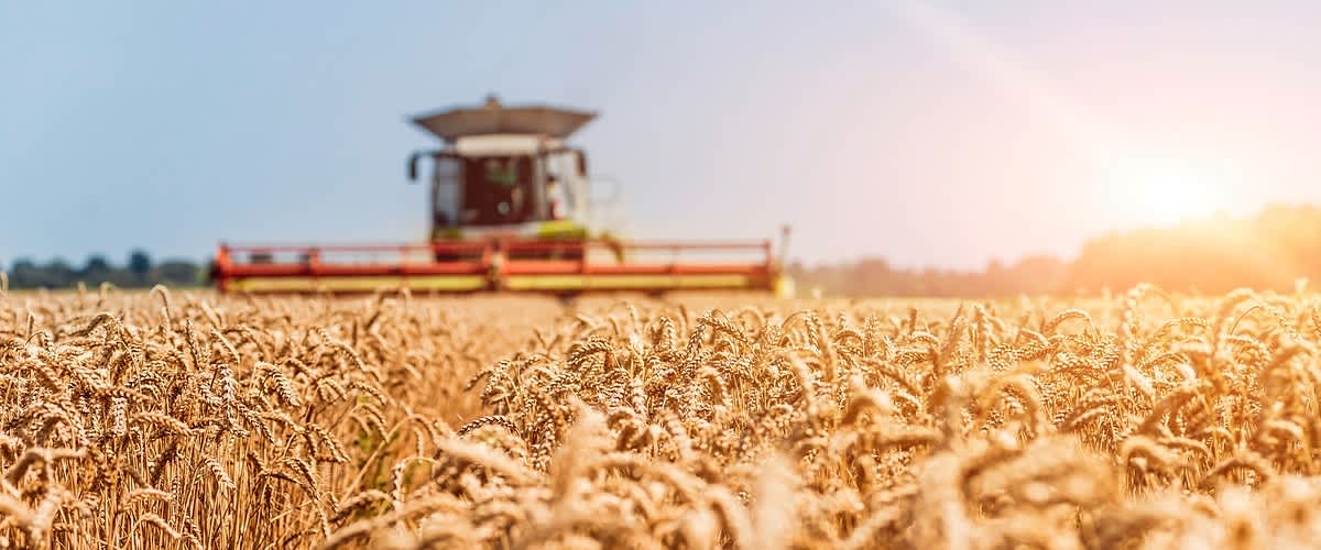 Ein großes rotes Mähdrescherfahrzeug fährt durch ein weites Feld voller goldener, reifer Weizenähren, während die Sonne am Horizont strahlend scheint und die Szene in warmes Licht taucht