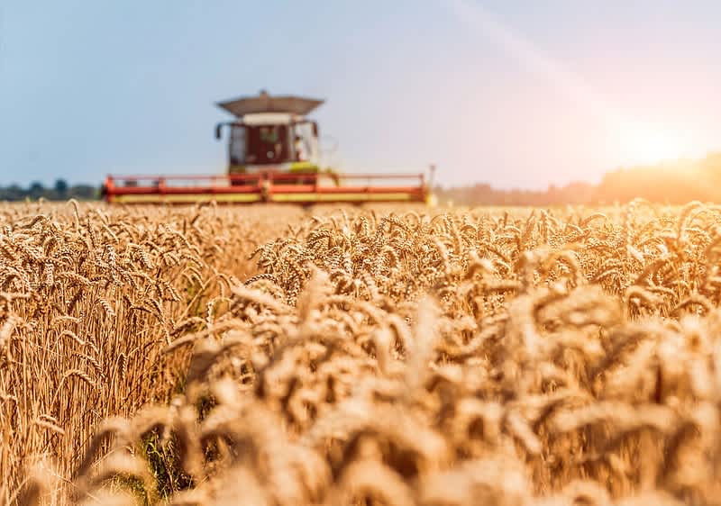 Mähdrescher beim Dreschen von Weizen.