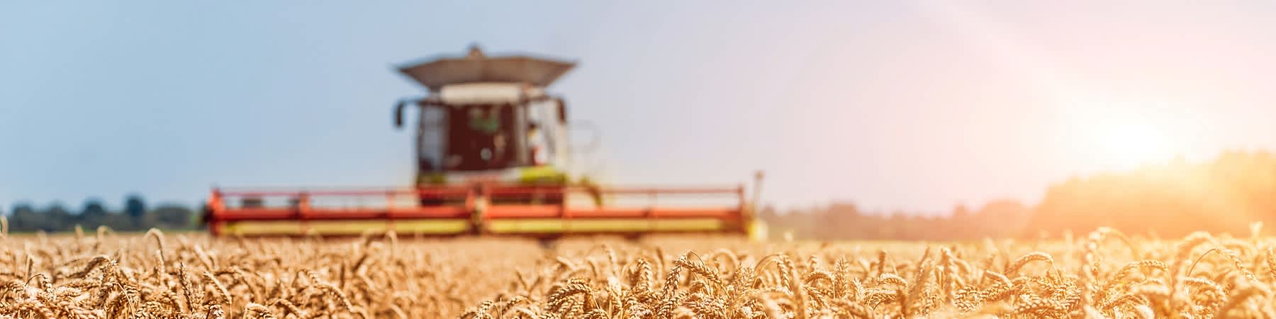 Mähdrescher beim Dreschen von Weizen.