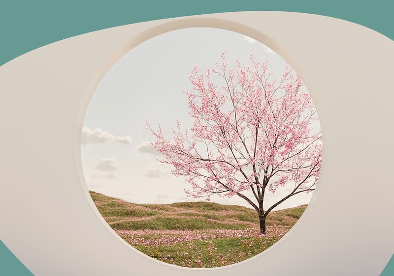 Foto von einem Kirschblütenbaum