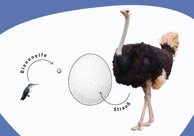 Strauß und Kolibri im Vergleich mit ihren Eiern
