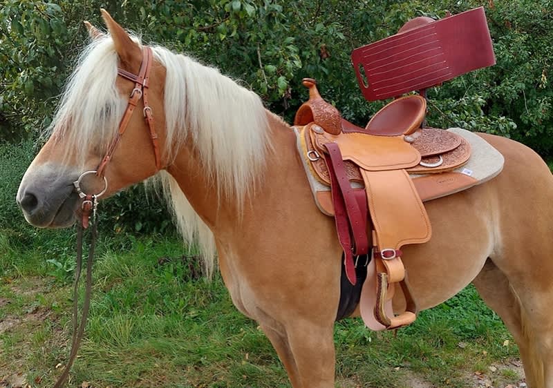 Therapieverein Pferdetraum  e. V.