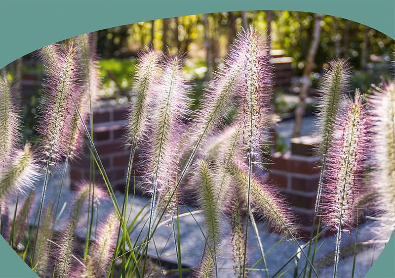 Bild von Sträuchern