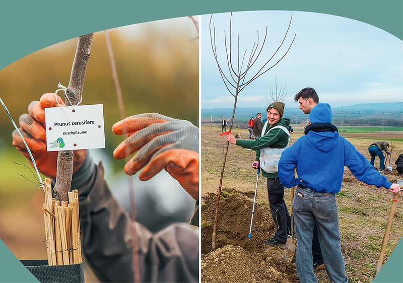 Menschen pflanzen Bäume im Freien