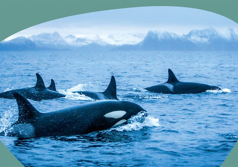 Artikelplatzhaltertext