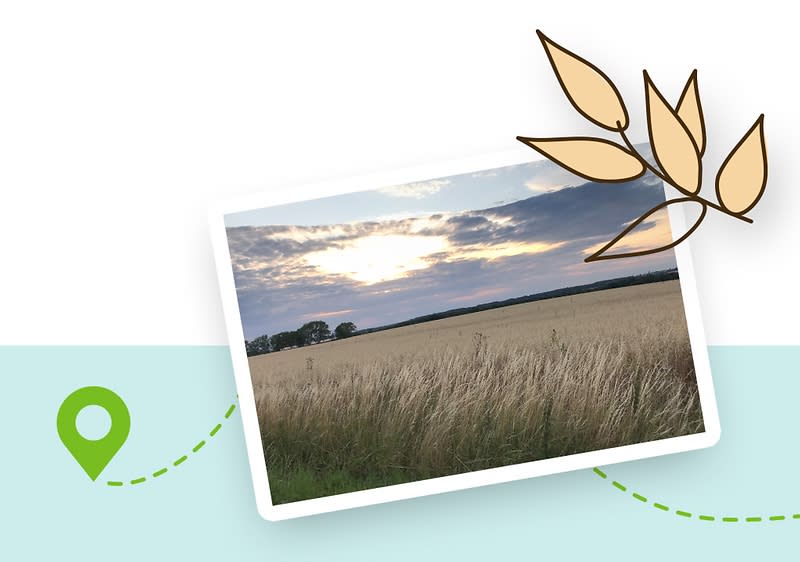 Weizenfeld bei Sonnenuntergang