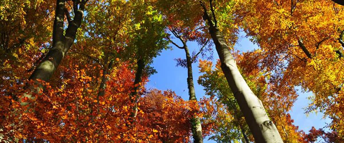 Bäume mit bunten Herbstblättern in Rot, Gelb und Grün vor einem blauen Himmel