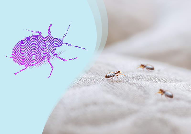 Bettwanzen auf Stoff und Nahaufnahme