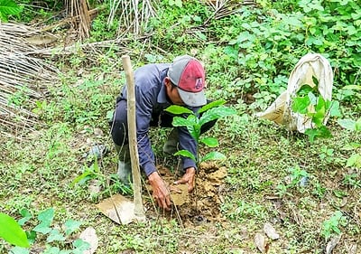 Person pflanzt einen Setzling.