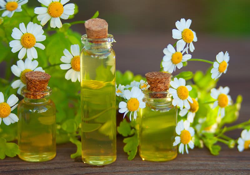 Kamille, Kamillentee, Wirkung & Verwendung