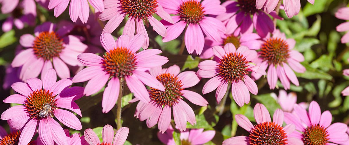 Echinacea wird auch Sonnenhut genannt