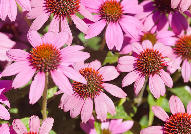 Echinacea Teaser