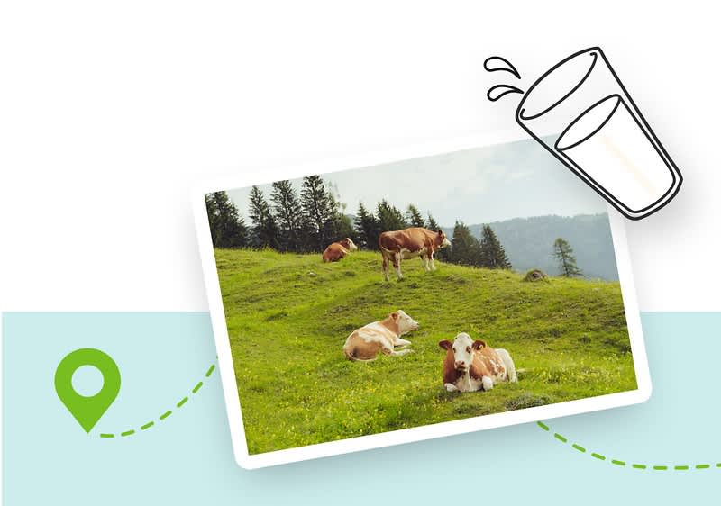 Kühe auf grüner Wiese mit Milchglas